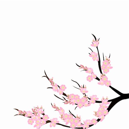 Cherry blossom branch over white background Stock Photo - Budget Royalty-Free & Subscription, Code: 400-04795088