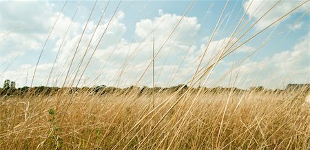 simsearch:400-04794343,k - Field in the village and trees in the background Stock Photo - Budget Royalty-Free & Subscription, Code: 400-04797792