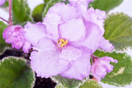 simsearch:400-04808821,k - Beautiful violet flower isolated on white background Foto de stock - Super Valor sin royalties y Suscripción, Código: 400-04799206