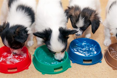 simsearch:400-06641109,k - Little Puppies Papillon eating from bowls of colorful Stock Photo - Budget Royalty-Free & Subscription, Code: 400-04799335