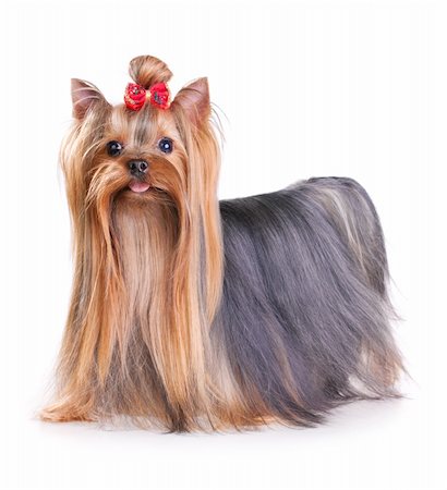 simsearch:400-04185637,k - Yorkshire Terrier in show coat. Isolated on a white background Stock Photo - Budget Royalty-Free & Subscription, Code: 400-04799368