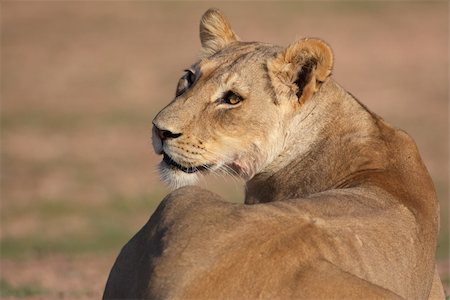 simsearch:400-05305124,k - Lioness (panthera leo) lying in savannah in South Africa. Close-up of the head Stock Photo - Budget Royalty-Free & Subscription, Code: 400-04799762