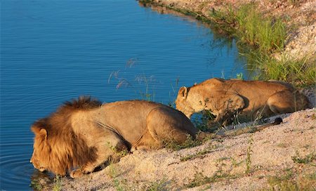 simsearch:400-04727848,k - Lion (panthera leo) and lioness drinking water from the lake in South Africa Stock Photo - Budget Royalty-Free & Subscription, Code: 400-04799770