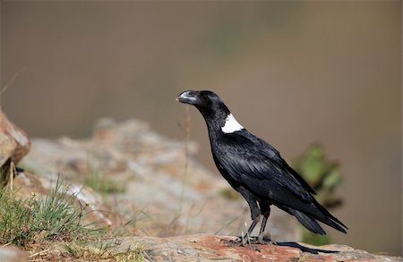 simsearch:400-04295828,k - White-necked Raven (Corvus albicollis) sitting on a rock in South Africa Stock Photo - Budget Royalty-Free & Subscription, Code: 400-04799787