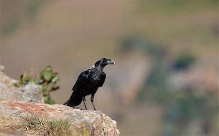 simsearch:400-04295828,k - White-necked Raven (Corvus albicollis) sitting on a rock in South Africa Stock Photo - Budget Royalty-Free & Subscription, Code: 400-04799781