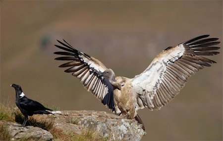 The Cape Griffon or Cape Vulture (Gyps coprotheres) and White-necked Raven (Corvus albicollis) sitting on the mountain in South Africa. Stock Photo - Budget Royalty-Free & Subscription, Code: 400-04799790