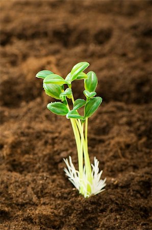 seed growing in soil - Green seedling illustrating concept of new life Stock Photo - Budget Royalty-Free & Subscription, Code: 400-04791546