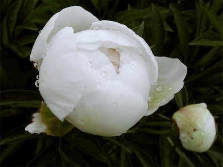 peonies background - beautiful flower peony. close-up Stock Photo - Budget Royalty-Free & Subscription, Code: 400-04793273