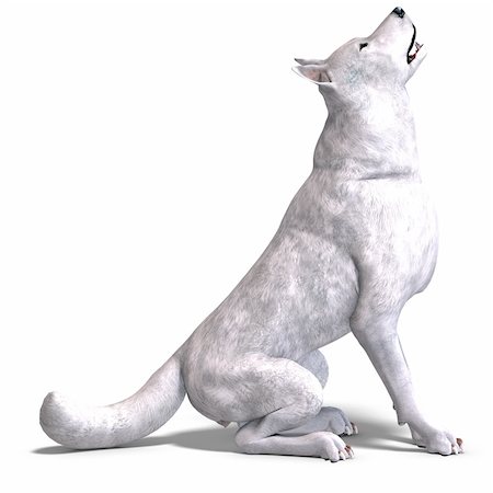 White Wolf. 3D rendering with clipping path and shadow over white Stock Photo - Budget Royalty-Free & Subscription, Code: 400-04805113