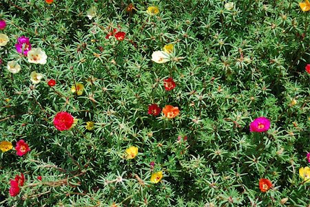 Small florets with green runaways in the street. Stock Photo - Budget Royalty-Free & Subscription, Code: 400-04805416