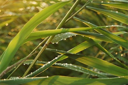 simsearch:841-07523710,k - Green cane with water droplets on the leaflets. Photographie de stock - Aubaine LD & Abonnement, Code: 400-04805413