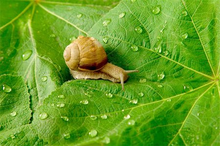 After rain. Snail and water drops on green leaves Stock Photo - Budget Royalty-Free & Subscription, Code: 400-04806775