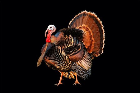 drake - Male wild American Turkey "Tom" (Meleagris gallopavo) isolated on black Stock Photo - Budget Royalty-Free & Subscription, Code: 400-04806802