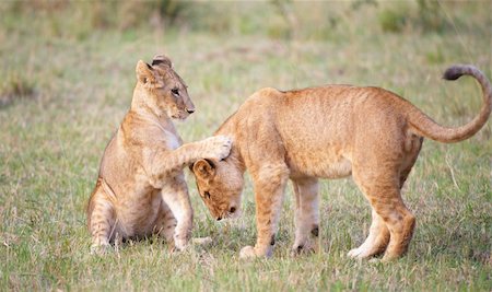 simsearch:400-04280423,k - Lion (panthera leo) cubs playing in savannah in South Africa Stock Photo - Budget Royalty-Free & Subscription, Code: 400-04807154