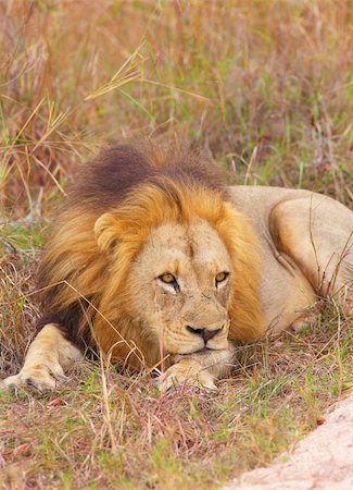 simsearch:400-05305124,k - Lion (panthera leo) lying in savannah in South Africa Stock Photo - Budget Royalty-Free & Subscription, Code: 400-04807168