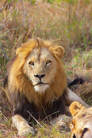 simsearch:400-05305124,k - Lion (panthera leo) and lioness lying in savannah in South Africa Stock Photo - Budget Royalty-Free & Subscription, Code: 400-04807170