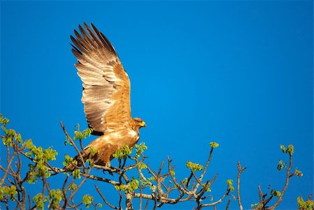 simsearch:400-04295828,k - Tawny Eagle (Aquila rapax) sitting on the tree in South Africa Stock Photo - Budget Royalty-Free & Subscription, Code: 400-04807180