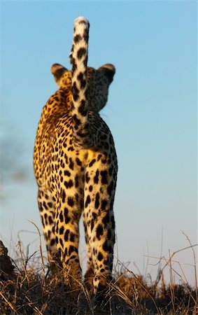 simsearch:400-04597010,k - Leopard (Panthera pardus) standing in savannah deciding where to go in nature reserve in South Africa. Focus is on the tail Stock Photo - Budget Royalty-Free & Subscription, Code: 400-04807183