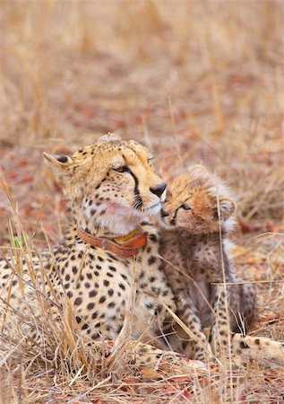 Cheetah (Acinonyx jubatus) cub with his mother in savannah in South Africa Photographie de stock - Aubaine LD & Abonnement, Code: 400-04807194