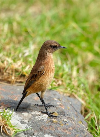 simsearch:400-04295828,k - Small brown bird sitting on a rock in nature reserve in South Africa Stock Photo - Budget Royalty-Free & Subscription, Code: 400-04807196