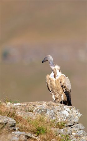 simsearch:400-04295828,k - The Cape Griffon or Cape Vulture (Gyps coprotheres) sitting on the rock in South Africa. It is an Old World vulture in the Accipitridae family Stock Photo - Budget Royalty-Free & Subscription, Code: 400-04807199