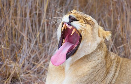 simsearch:400-04109301,k - Lioness (panthera leo) lying in savannah and yawning in South Africa. Close-up of the head Stock Photo - Budget Royalty-Free & Subscription, Code: 400-04807192