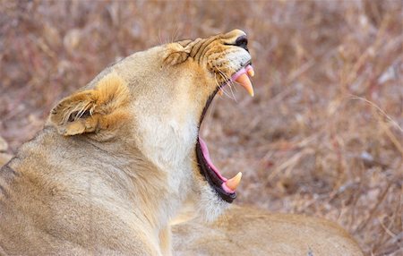 simsearch:400-05305124,k - Lioness (panthera leo) lying in savannah yawning in South Africa. Close-up of the head Stock Photo - Budget Royalty-Free & Subscription, Code: 400-04807193