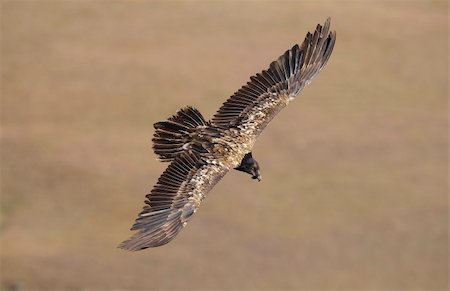 simsearch:400-04295828,k - Juvenile Lammergeyer or Bearded Vulture (Gypaetus barbatus) in flight looking for prey in South Africa Stock Photo - Budget Royalty-Free & Subscription, Code: 400-04807200