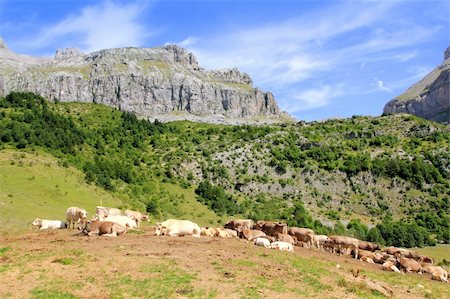 simsearch:400-05669603,k - Bisaurin peak Pyrenees cow cattle on valley meadow Huesca Spain Photographie de stock - Aubaine LD & Abonnement, Code: 400-04807450