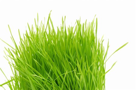 simsearch:400-05362449,k - green grass Isolated  on a white background Stock Photo - Budget Royalty-Free & Subscription, Code: 400-04807940