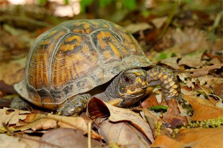 A Box Turtle (Terrapene carolina) at Monte Sano State Park - Alabama. Stock Photo - Budget Royalty-Free & Subscription, Code: 400-04808205