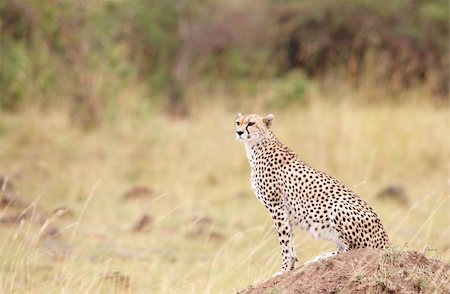 simsearch:400-05305124,k - Cheetah (Acinonyx jubatus) watching out for prey in savannah in South Africa Stock Photo - Budget Royalty-Free & Subscription, Code: 400-04808509