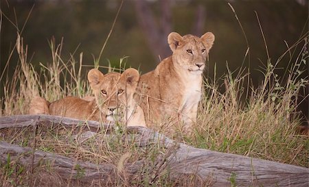 simsearch:400-04280423,k - Two Lion (panthera leo) cubs sitting in savannah at night in South Africa Stock Photo - Budget Royalty-Free & Subscription, Code: 400-04808513