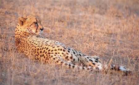 simsearch:400-05305124,k - Cheetah (Acinonyx jubatus) lying in savannah in South Africa Stock Photo - Budget Royalty-Free & Subscription, Code: 400-04808526