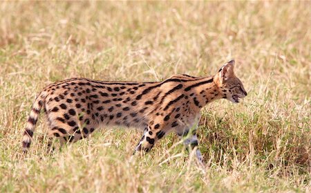 simsearch:400-05305124,k - African Serval (Leptailurus serval), medium-sized African wild cat, walking in savannah in South Africa Stock Photo - Budget Royalty-Free & Subscription, Code: 400-04808522