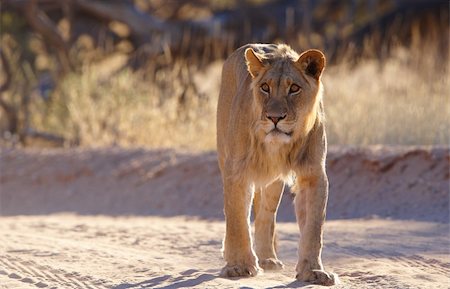 simsearch:400-04109301,k - Lioness (panthera leo) walking in savannah in South Africa. Stock Photo - Budget Royalty-Free & Subscription, Code: 400-04808544