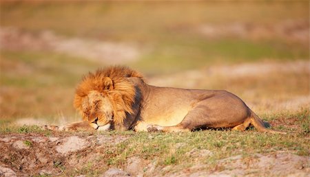 simsearch:400-05305124,k - Lion (panthera leo) with many scratches on his face sleeping in savannah in Botswana Stock Photo - Budget Royalty-Free & Subscription, Code: 400-04808550