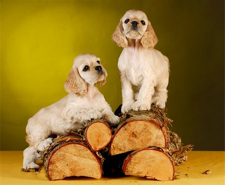 two cocker spaniel puppies climbing a pile of wood on yellow background Stock Photo - Budget Royalty-Free & Subscription, Code: 400-04809466