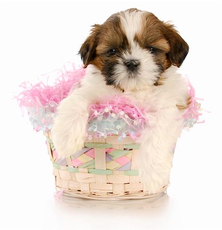 simsearch:400-04875272,k - shih tzu puppy sitting in easter basket with reflection on white background Stock Photo - Budget Royalty-Free & Subscription, Code: 400-04809491