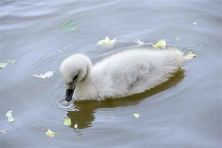 Beautiful baby swan swimming in the river Stock Photo - Budget Royalty-Free & Subscription, Code: 400-04809719