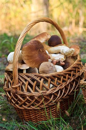 simsearch:400-04824992,k - large basket with porcini mushrooms in the forest Stock Photo - Budget Royalty-Free & Subscription, Code: 400-04800173