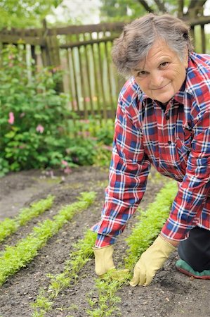 Senior woman gardening Stock Photo - Budget Royalty-Free & Subscription, Code: 400-04801201
