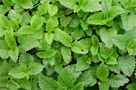 green mint as very nice natural background Stock Photo - Budget Royalty-Free & Subscription, Code: 400-04801580