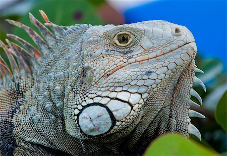 simsearch:400-05698814,k - Close up image of the eye of an iguana with scaly neck and mouth Photographie de stock - Aubaine LD & Abonnement, Code: 400-04802252