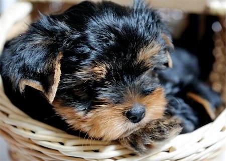 simsearch:400-04875272,k - Cute pretty Yorkshire terrier puppy dog sitting in a box Stock Photo - Budget Royalty-Free & Subscription, Code: 400-04814449