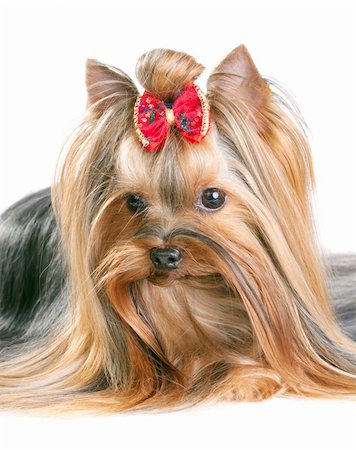 simsearch:400-04185637,k - Yorkshire Terrier in show coat. Isolated on a white background Stock Photo - Budget Royalty-Free & Subscription, Code: 400-04814997