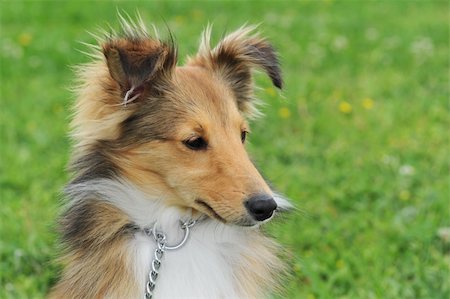 sheltie - portrait of a purebred puppy shetland dog in a field Foto de stock - Super Valor sin royalties y Suscripción, Código: 400-04815722