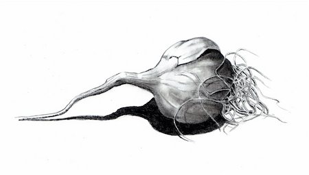 My graphite pencil drawing of a garlic bulb lying on its side. Stock Photo - Budget Royalty-Free & Subscription, Code: 400-04816604