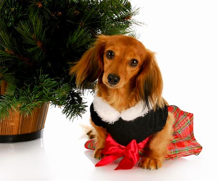 simsearch:673-02138072,k - adorable dachshund puppy wearing party dress sitting under christmas tree on white background Stock Photo - Budget Royalty-Free & Subscription, Code: 400-04818209