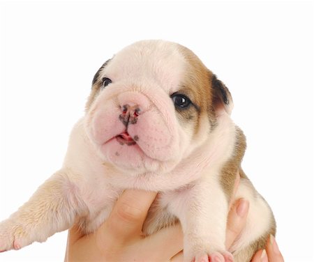 simsearch:400-04312760,k - newborn puppy - hands holding on to three week old english bulldog puppy that is dirty from being weaned onto pablum Stock Photo - Budget Royalty-Free & Subscription, Code: 400-04818234